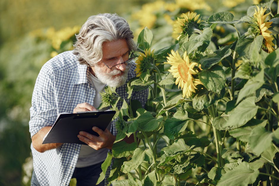 A senior man with gray hair examines sunflowers and takes notes in a sunny outdoor field.