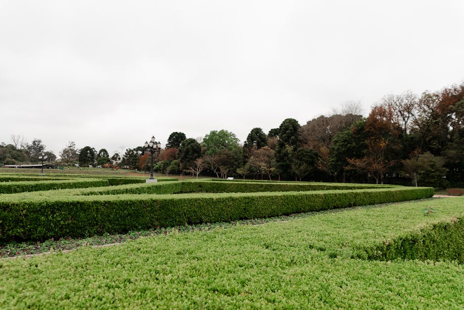 Lush green hedges create a maze in a picturesque outdoor park during early spring.